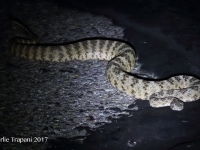 0J6A1518Tiger_Rattlesnake