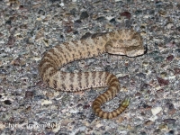 0J6A1528Tiger_Rattlesnake