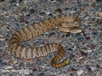 0J6A1529Tiger_Rattlesnake