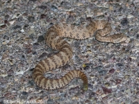 0J6A1531Tiger_Rattlesnake