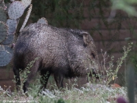 0J6A1573Neighborhood_Javalina