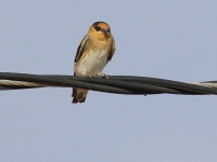 0J6A1630Cave_Swallow