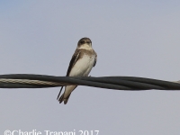 0J6A1640Bank_Swallow