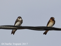 0J6A1642Bank_Swallow_Cliff_Swallow