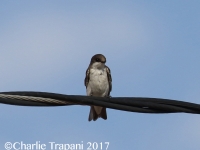 0J6A1654Tree_Swallow