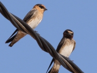 0J6A1659Cave_Swallow_with_Cliff_Swallow
