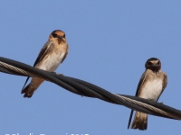 0J6A1663Cave_Cliff_Swallow