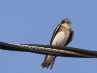 0J6A1686Bank_Swallow