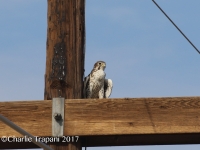 0J6A1691Prairee_Falcon