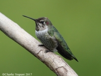 0J6A5797Anna's_Hummingbird