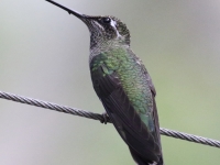 0J6A5832Magnificent_Hummingbird