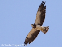 0J6A5934Swainson's_Hawk