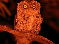 0J6A6003Whiskered_Screech_Owl