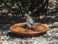 0J6A6106Pyrrhuloxia