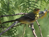 0J6A6285Hooded_Oriole