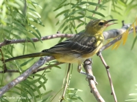 0J6A6287Hooded_Oriole