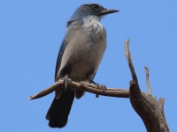 0J6A6355Woodhouse's_Scrub_Jay