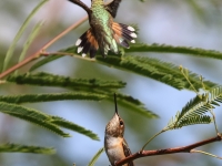 0J6A6477Rufous_Hummingbird