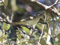 0J6A6705Warbling_Vireo