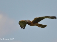 0J6A7043Northern_Harrier