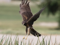 0J6A7053Northern_Harrier