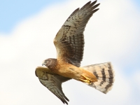 0J6A7058Northern_Harrier