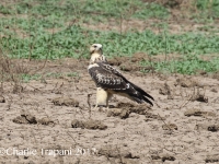 0J6A7403Swainson's_Hawk