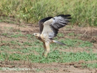 0J6A7405Swainson's_Hawk_Intermediate_Morph