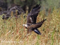 0J6A7407Swainson's_Hawk