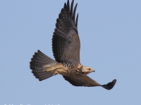 0J6A7412Swainson's_Hawk