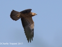 0J6A7413Swainson's_Hawk