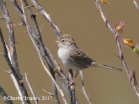 0J6A7438Brewer's_Sparrow