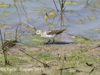 0J6A7444Western_Sandpiper