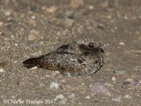 0J6A7742Common_Poorwill