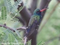 0J6A8617Broad-Billed_Hummingbird