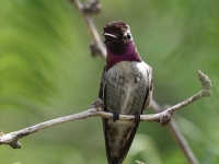 0J6A8623Costa's_Hummingbird