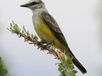 0J6A8815Western_Kingbird