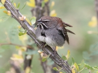 0J6A8949Five-striped_Sparrow