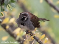 0J6A8956Five-striped_Sparrow