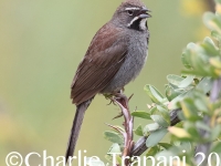 0J6A9063Five-striped_Sparrow