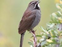 0J6A9066Five-striped_Sparrow