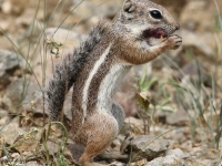 0J6A9132Antelope_Ground_Squirrel