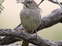 0J6A9183Rufous-Crowned_Sparrow