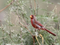 0J6A9210Pyrrhuloxia