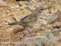 0J6A9283Botteri's_Sparrow