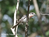 0J6A9359Rose-throated_Becard