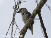 0J6A9406Female_Rose-Throated_Becard