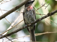 0J6A9441Rose-Throated_Becard