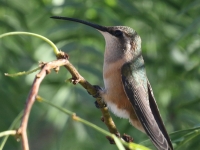 0J6A9546Female_Lucifer_Hummingbird_Green_Valley