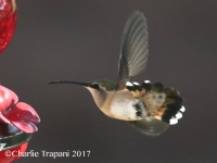 0J6A9572Female_Lucifer_Hummingbird_Green_Valley